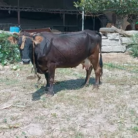 sygyr
