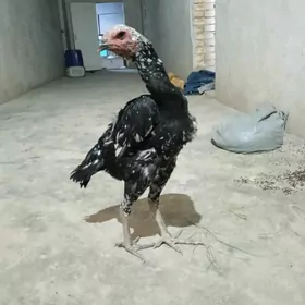 baysow towuk