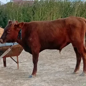 okuzce
