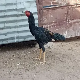 özbek