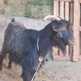 geci