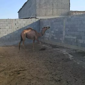 Ogşyk