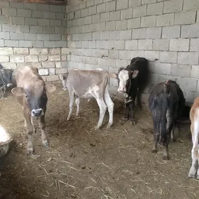 5 öküz