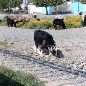ÇEBİŞ
