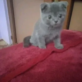 котята