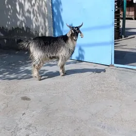 MOR ÇEBİŞ