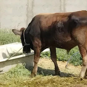 OKUZ TUWE
