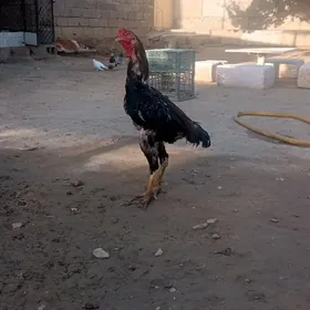 horaz