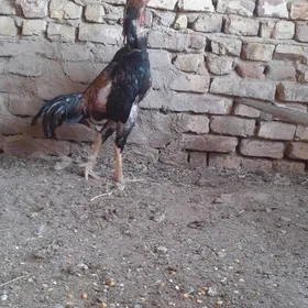 Horaz