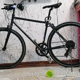 sportiwny tigir