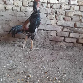 HORAZ
