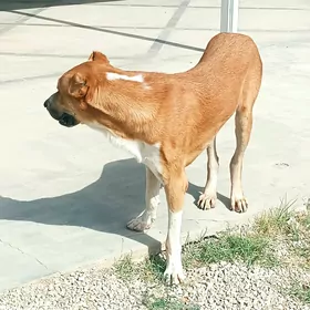 Ит