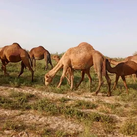 Düye