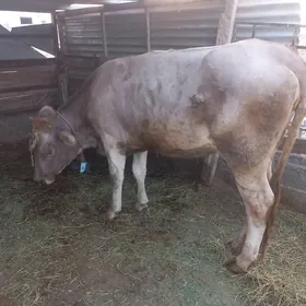 Sygyr