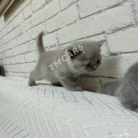 Шотландскиe котята