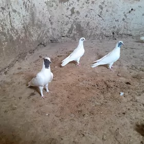 kepderi