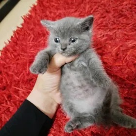 кошка