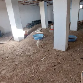 Arenda Eýesinden Sklat Ferma