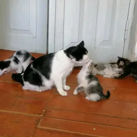 отдадим котят в добрые руки