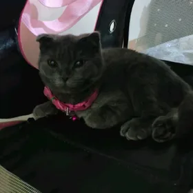 кошка pisik