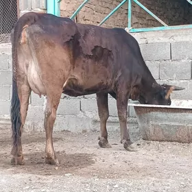 gysyr sygyr