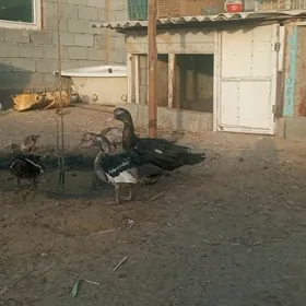 индаутга