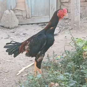 baýsow juje