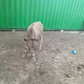 OKUZCE