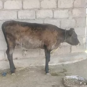 öküzçe