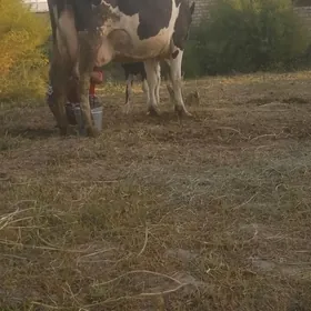 galyşteýin teze dogan