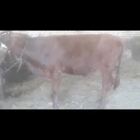 Ökùz