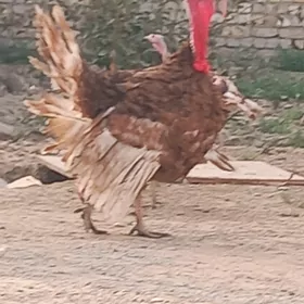 induk owgan paroda