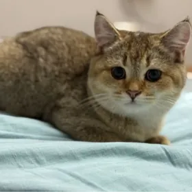 Шотландский кот почти 5 месец