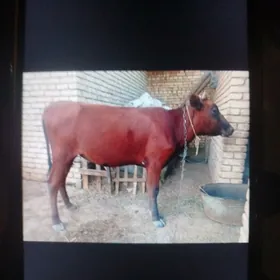 gulajyn