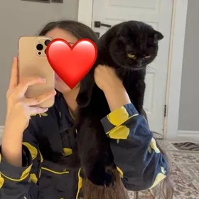 Вислоухий кот черный