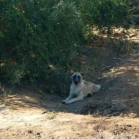 ÇOPAN GUJUK