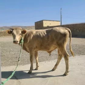 Göle Öküz