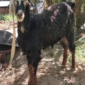 çewisler,gysyr geci