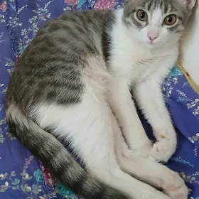 Котёнок Голуба