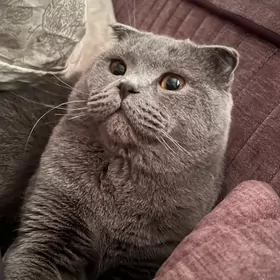 кот