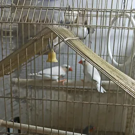 Амадины