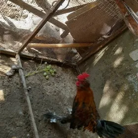 Horaz 
