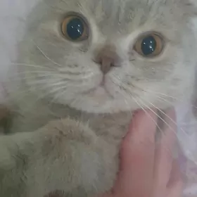 Вислоухий КОТ
