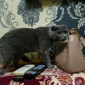 кошка