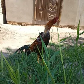хораз