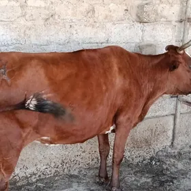 Gysyr bakylan sygyr