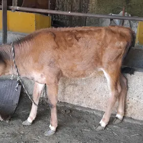 gőle