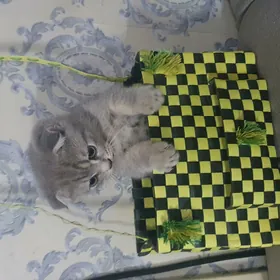 Шотландские котята