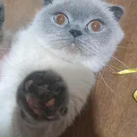 Шотландская кошка девочка