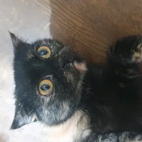 Шотландская кошка черепаховая